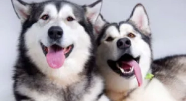 Татар при кучета и как да го снимам